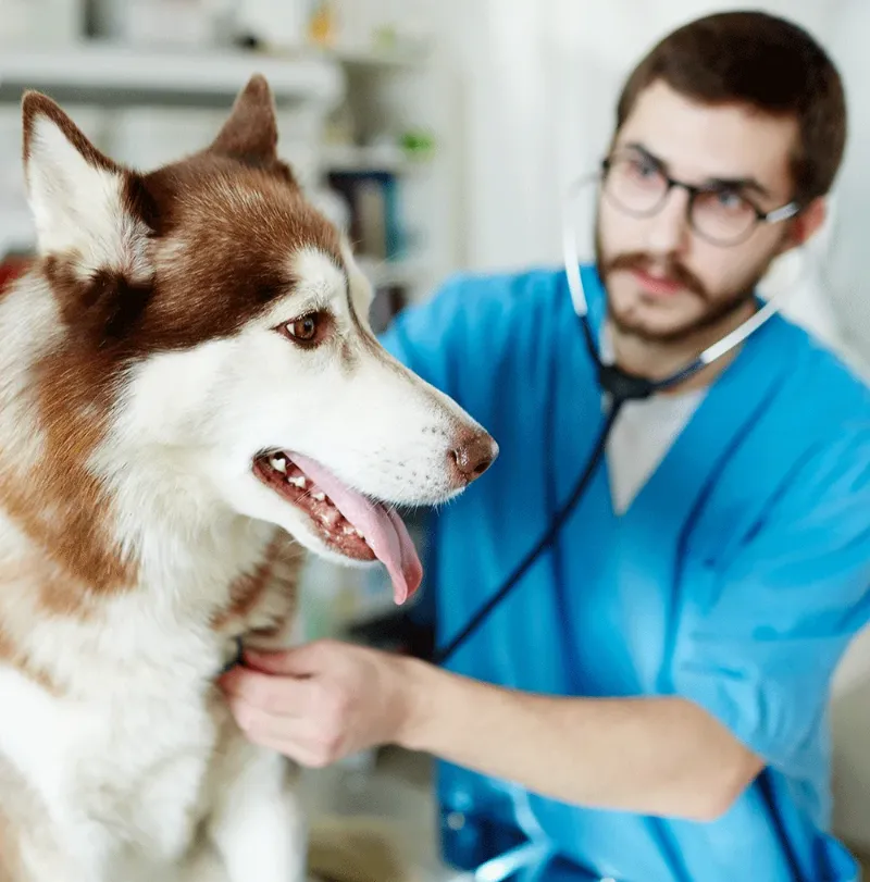 Veterinary compounding pharmacy